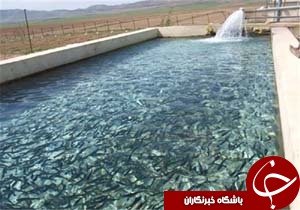 وجود ۴۸ مزرعه فعال پرورش ماهی در سلسله