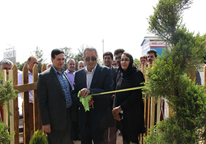 خلاقیت اشتغالزایی دانشجوی دانشگاه کاشان با آفتابگردان گل‌کرد