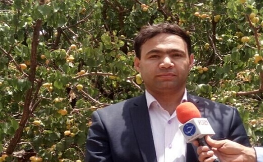 برداشت زردآلو در باغات خاتم آغازشد