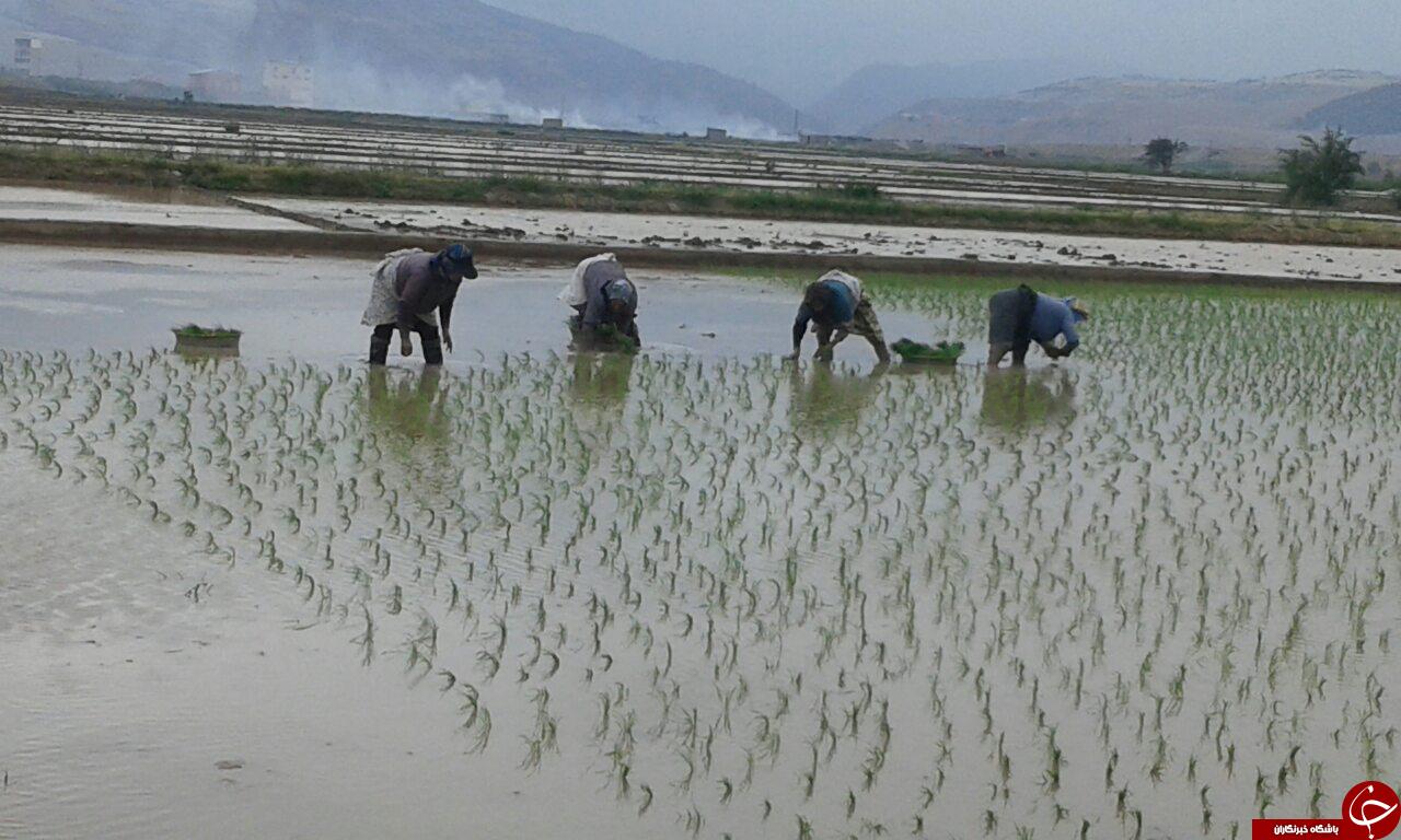 کاشت برنج در شالیزارهای رودبار + تصاویر
