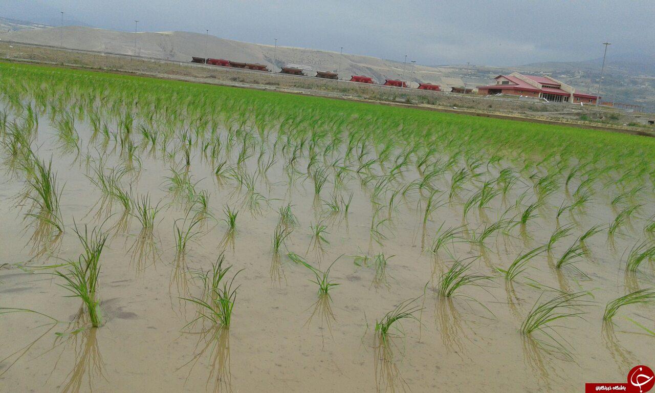 کاشت برنج در شالیزارهای رودبار + تصاویر