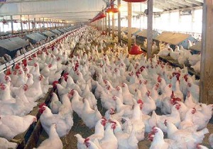 مرغداری های قمی در آینده نزدیک مکانیزه می شوند