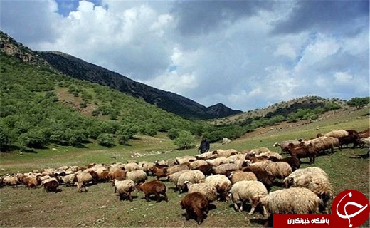 زنگ خطر نابودی مراتع در آذربایجان غربی /فضای سبز در استان توسعه می&zwnj;یابد