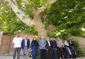 درخت چنار زیاران ثبت ملی می&zwnj;شود