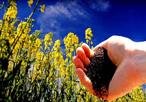 افزایش تولید دانه&zwnj;های روغنی کلزا در مازندران نقطه امیدی در جهت تامین روغن خام مورد نیاز کشور