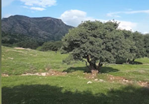نمایی از طبیعت زیبا و بکر گیلانغرب + فیلم