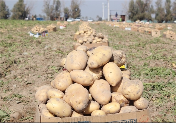 آغاز عملیات هدایت سیب زمینی از مزارع گلستان