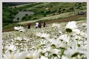 جشنواره گلهای بابونه در اردبیل + فیلم