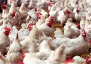توقیف بیش از هفت تن مرغ غیرمجاز در سربیشه