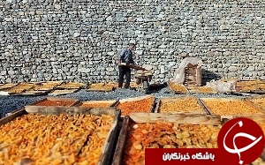 آذربایجان غربی رتبه ۳ کشوری درتولید زردآلو