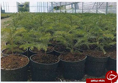 نگاهی گذرا به مهمترین رویداد&zwnj;های یکشنبه ۱۰ تیرماه در مازندران