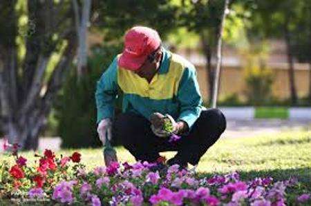 زیباسازی منظر شهری ارومیه با کاشت گلهای فصلی تابستان