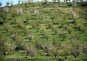 شناسایی ۲۰۸ مورد تغییر کاربری اراضی کشاورزی در خراسان شمالی