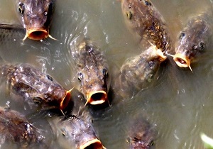 فاجعه زیست محیطی در روستای آلاگز بیجار