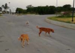 تردد ازادانه سگ&zwnj;های ولگرد در پارک تفریحی !! + فیلم