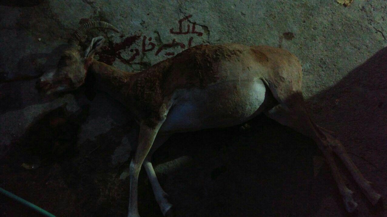 پنهان&zwnj;کاری کشتار هولناک حیات وحش در استان گلستان + تصاویر