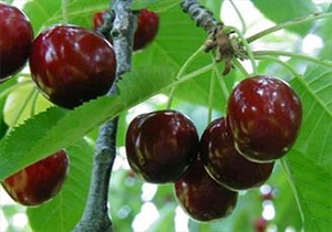 بیش از ۵ هزار و ۴۰۰ تن آلبالو و گیلاس از باغات لرستان برداشت می شود