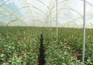 فعالیت ۱۱۵ واحد گلخانه‌ای در استان قزوین