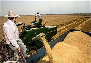 پرداخت ۵۰ درصد مطالبات گندمکاران خراسان جنوبی