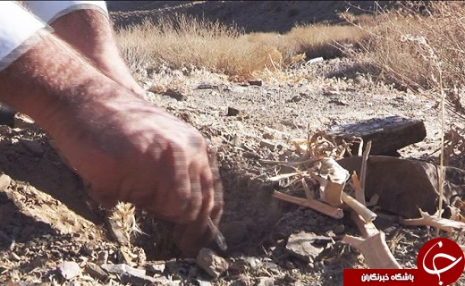 کنترل برداشت انغوزه در منطقه خودیان بافق + تصاویر