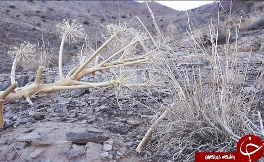 کنترل برداشت انغوزه در منطقه خودیان بافق + تصاویر