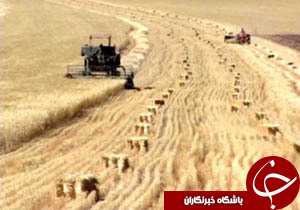 خریداری ۸۰ هزار تن گندم از کشاورزان در لرستان