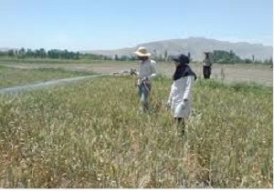 اجرای طرح مبارزه با آفت سن غلات در مزارع کشاورزی آبیک