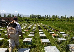 برداشت 175 تن عسل از کندوهای استان