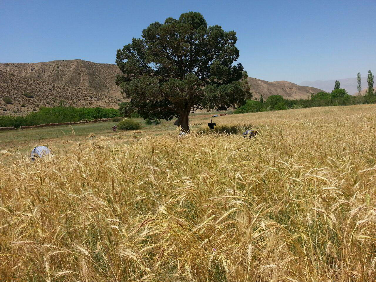 چشم&zwnj;اندازی از طبیعت بی&zwnj;نظیر در &laquo;چهاربید&raquo; + تصاویر