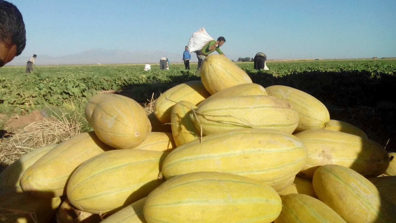 آغاز برداشت محصول خربره در تربت جام