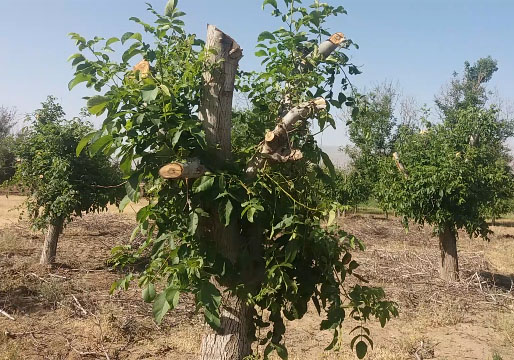 قلع و قمع شاخه&zwnj;های درختان گردو در شناط + فیلم