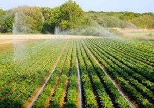 باید باغداران را به استفاده از روش‌های نوین آبیاری ترغیب کنیم