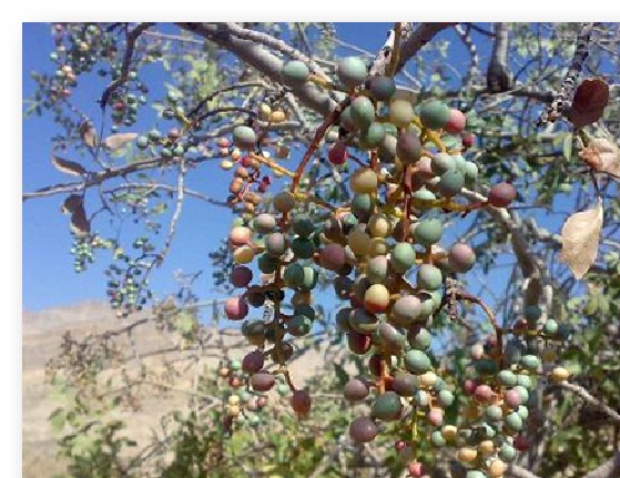 برداشت از سطح 40هزار هکتار درختان بنه