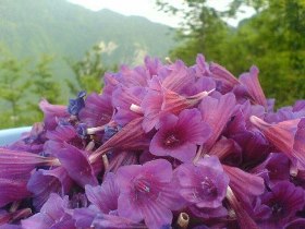 تولید بیش از ۳۰۰ تن گل گاو زبان در گیلان
