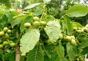 تویسرکان استان همدان قطب تولید گردو در کشور