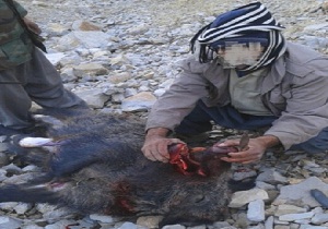 دستگیری عاملین شکار غیر مجاز یک قلاده گراز در شهرستان ثلاث باباجانی