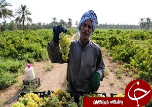 برگزاری اولین جشنواره برداشت انگور در شهرستان کارون
