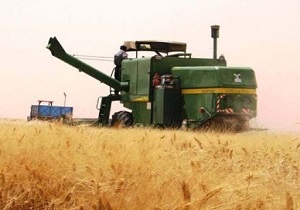 آغاز برداشت گندم در شهرستان کوثر