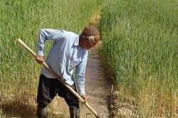 رایگان شدن برق مصرفی کشاورزان صرفه جو