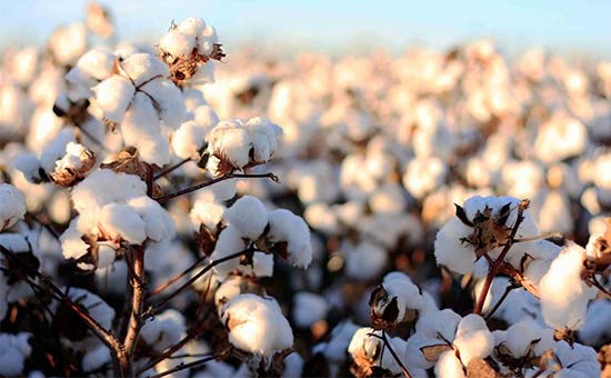 صدور مجوز کشت و کار و مصرف پنبه تراریخته در ایران/خوراک دام و روغن وارداتی تراریخته است