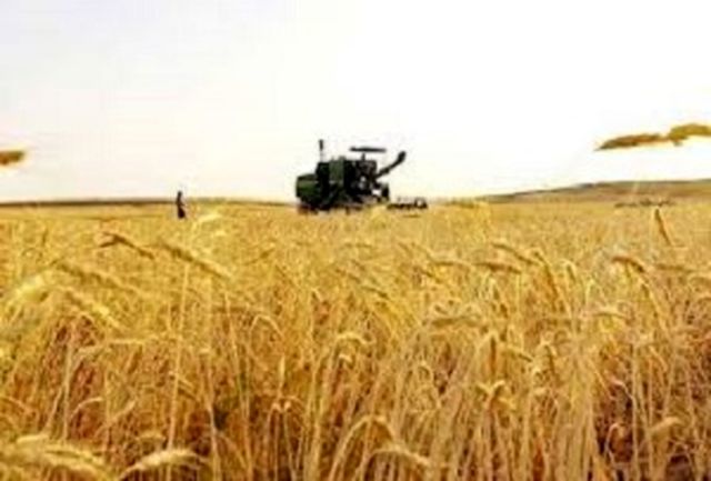 آغاز برداشت جو در مزارع در کبودراهنگ