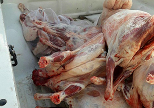 از گره کور مشکلات روستانشینان یک روستای مرزی تا آماده سازی ستاره‌های وزنه برداری+ فیلم