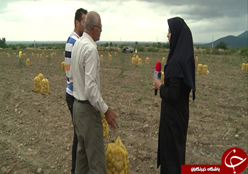 بازاز بی رونق سیب زمینی در گلستان /دستور استاندار گلستان برای پیگیری مشکل از طریق وزارت خانه