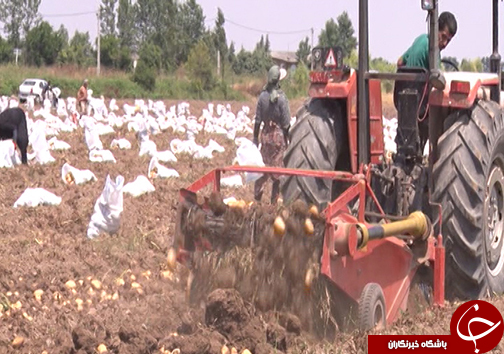 بازاز بی رونق سیب زمینی در گلستان /دستور استاندار گلستان برای پیگیری مشکل از طریق وزارت خانه