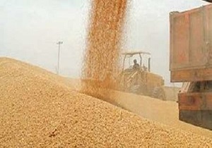خرید تضمینی گندم در استان از مرز صد هزار تن گذشت