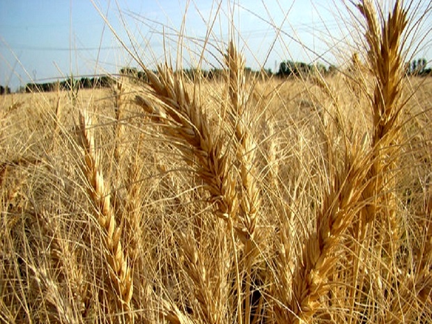 برداشت گندم با ۶۰۰ کمباین در مزارع بیجار آغاز شد