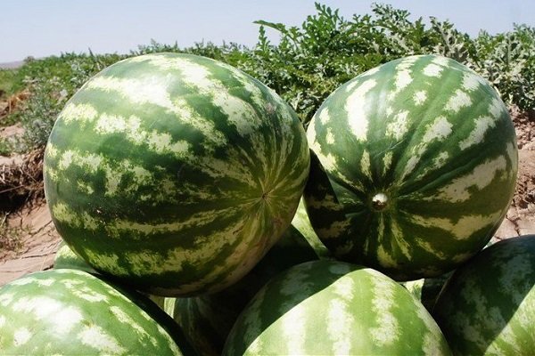 تولید بیش از ۱۰۰ هزار تن هندوانه و خربزه در گلستان