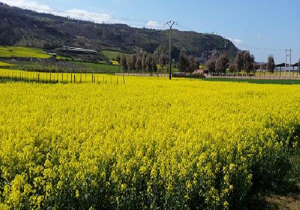 خرید تضمینی بیش از ۱۰۰ تن کلزا از کشاورزان آملی