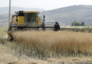 آغاز برداشت کلزا در شهرستان قزوین