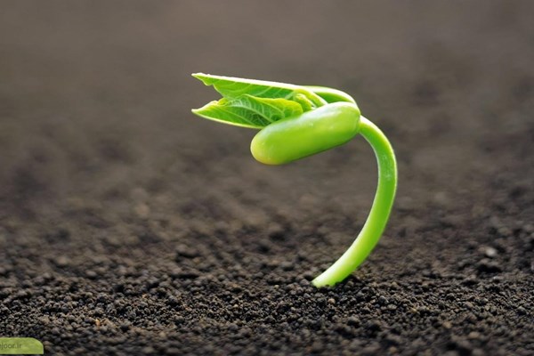 چگونه گیاهان را در هوای گرم زنده نگه داریم؟ چگونه گیاهان را در هوای گرم زنده نگه داریم؟